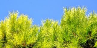 Conifere nane 1114 0 Conifere nane